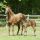 Stutfohlen 2024 v. Sea The Moon - Wonderful Filly v. Lomitas - Foto: privat