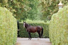 Der Rekord Champion-Vererber Sadler's Wells. Foto: www.galoppfoto.de