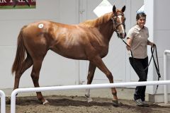 Miss Yoda als Jährling bei der BBAG - das Angebot des Gestüt Etzeans war mit 280.000 Euro die Salestopperin. www.galoppfoto.de - Sabine Brose