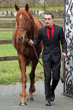 Timo Degel mit Isfahan 2019 beim Züchtertreff auf Gestüt Röttgen. www.galoppfoto.de - Sabine Brose