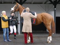 Sameer am 06.04.2015 beim Satteln mit Trainer Christian von der Recke  in Köln. Foto: Karina Strübbe