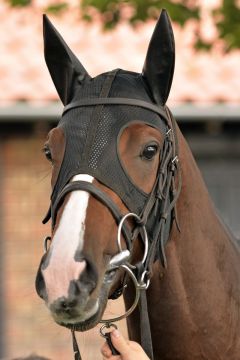 Belardo in Newmarket im Porträt. Foto: www.galoppfoto.de - Jim Clark/Sorge