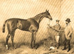 1870 Derbysieger Adonis, der später in Trakehnen so erfolgreich wirkte