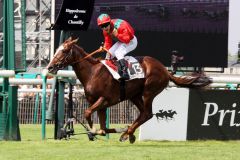 Lope de Vega bei seinem Sieg im Prix du Jockey Club, Gr. I - Französisches Derby, 2010 in Chantilly. www.galoppfoto.de - Scherning 