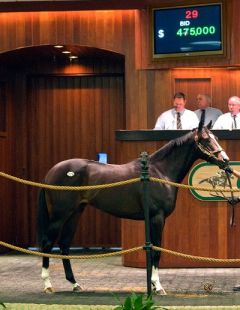 Tiz Sensational v. Tiznow - Six Pack Sally war mit 475.000 $ der Salestopper bei Ocala im Februar 2010 