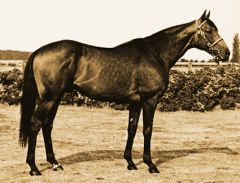 Star Appeal im National Stud. Foto Archiv