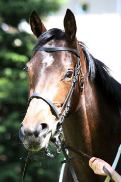 Abadera im Porträt, Hoppegarten 2011. www.galoppfoto.de