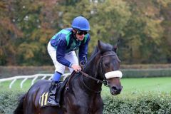 Abendwind mit Alexander Pietsch beim Aufgalopp zum Niederrhein-Pokal am 09.11.2014. Foto: Dr. Jens Fuchs