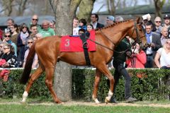 Alsterprinz in Mülheim am 03.04.2016, vor seinem ersten Lebensstart (Foto: Dr. Jens Fuchs)