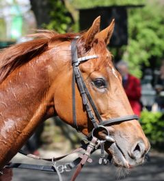 Alsterprinz am 17.04.2017 in Köln - Foto: Dr. Jens Fuchs