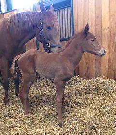 Stutfohlen 2018 v. Protectionist - Amabelle v. Danehill Dancer - Foto: privat