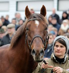 Amaron beim Züchtertreffen im Gestüt Röttgen am 26.1.2019 - Foto: Dr. Jens Fuchs