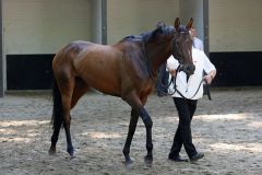 Anna Katharina vor dem 157. Henkel-Preis der Diana im Düsseldorfer Führring. Foto: Dr. Jens Fuchs