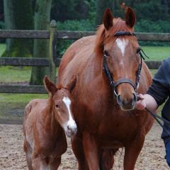 Hengstfohlen 2024 v. Torquator Tasso - Anna Mia v. Monsun - Foto: privat