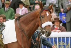 Anzillero vor seinem Start im Prix de l'Arc de Triomphe 2001. Archiv www.galoppfoto.de - Frank Sorge