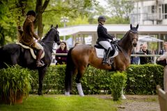 Bei der Präsentation der "Ex-Galopper" im Düsseldorfer Führung am 05.05.2024: Dressurpferd Saint Laurent (vorne) mit seiner Reiterin Joelle Ahlmann. ©Anne Orthen