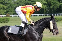 Appleby mit Daniele Porcu beim Aufgalopp in Köln. www.galoppfoto.de