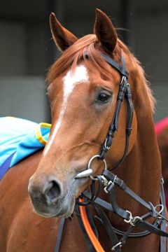 Die Lord of England-Tochter Atalena. www.galoppfoto.de - Sabine Brose