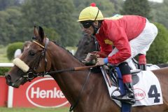 Aufgalopp beim Rennbahn-Debüt - Millionaire mit Andrasch Starke in Düsseldorf. ©galoppfoto - Stephanie Gruttmann