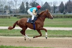 Ausblick mit Andreas Helfenbein am 06.04.2015 beim Aufgalopp in Köln. Foto: Dr. Jens Fuchs