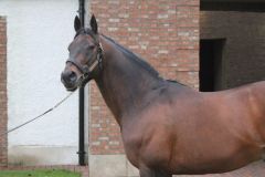 Azamour im Gilltown Stud. Foto: Claudia von der Recke