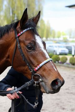 Baroncello im Portrait (Foto: Dr. Jens Fuchs)