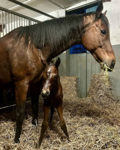 Stutfohlen 2025 v. Victor Ludorum - Blow My Mind v. Holy Roman Emperor - Foto: privat