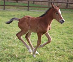 Chakira, Stutfohlen 2020 v. Lord of England - Chalcot v. High Chaparral - Foto: Gitta Martini