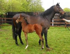 Dapprima mit ihrem 12. Fohlen, ein Stutfohlen von High Chaparral, geb. 20.04.12 im Castlehyde Stud Irland, eine Ur-Urenkelin der Didergö. Foto: privat