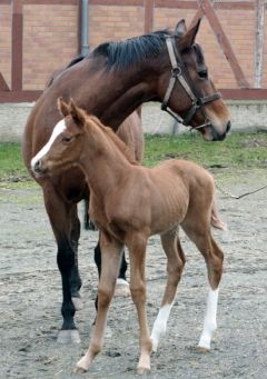 Moyenne mit ihrem am 31.01.2011 geborenen Adlerflug-Stutfohlen (das erste des neuen Stallion) im Gestüt Harzburg. www.vollblut.com