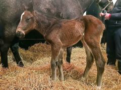 Hengstfohlen 2025 v. Lope de Vega - Delphinus v. Sea The Stars - Foto: privat