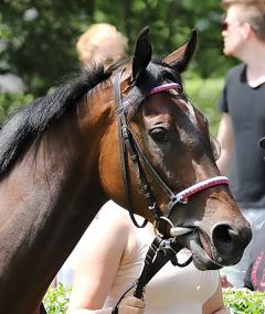 Deluree am 3.6.2018 in Baden-Baden - Foto: Dr. Jens Fuchs