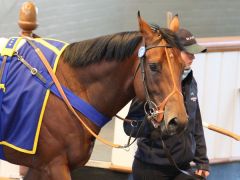 Der Salestopper Invincible Warrior. www.tattersalls.com