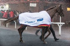 Der Shirocco-Sohn Red Sherlock. Foto: Toby Connors