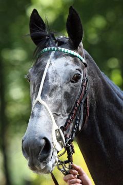 Die Siegerin vom Großen Preis von Baden, Gr. I, im Porträt. www.galoppfoto.de