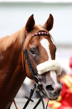 Django Freeman nach dem Sieg im BBAG-Auktionsrennen am 9.9.2018 in Düsseldorf - Foto: Dr. Jens Fuchs