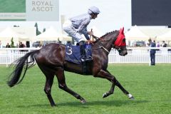 Dramatised vergangenes Jahr in Royal Ascot. www.galoppfoto.de