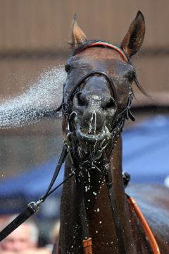 Dusche für die Dresdner Siegerin ... www.galoppfoto.de - Sabine Brose