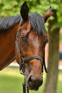 Dynamite Kid Juli 2016  Foto: www.Rennstall-Woehler.de