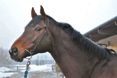 Der Monsun-Sohn Eiswind 2011 neu als Stallion im schweizerischen Gestüt Trikolore. Foto LBS