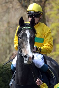 Elegant Queen mit Dennis Schiergen am 24.04.2016 in Hoppegarten. www.galoppfoto.de - Sabine Brose