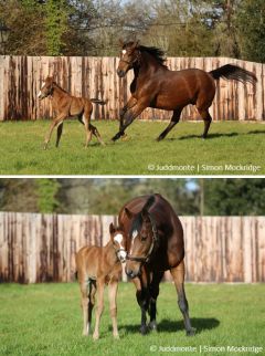 "Eleven days old and keeping Mum on her toes" - Enables Kingman-Hengstfohlen am 22.02. - Foto: Simon Mockridge