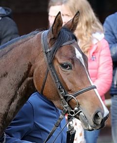 Equiana am 5.11.2017 in Krefeld - Foto: Dr. Jens Fuchs