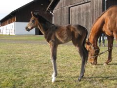 Erster Ausflug mit gerade mal 12 Stunden: Tai Chis rechte Schwester von High Chaparral aus der Taita. Foto: privat