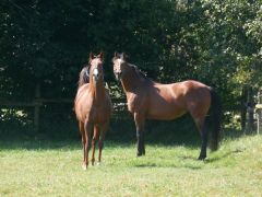 Japan mit Freundin Tilly auf der Weide. Foto: Karina Strübbe