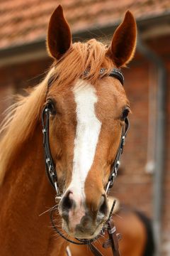 Felora April 2017  Foto: www.Rennstall-Woehler.de