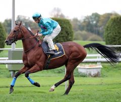 Flying Flamingo am 8.10.2017 in Dortmund - Foto: Dr. Jens Fuchs