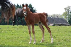 Horido schon munter auf der Koppel. Foto: privat