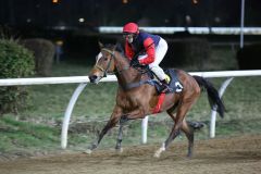 Gelungener Auftakt für Titelverteidigerin Lena Mattes, die Amateurreiterin steuert Salimera im 1. Lauf zur Perlenkette in Neuss zum Sieg. Foto: Dr. Jens Fuchs