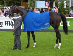 Gewohnte Pose - Famous Name nach dem 10. Gr. . III-Erfolg seiner Karriere in den Salonaway Stakes auf dem Curragh. Foto: Heidrun Küster